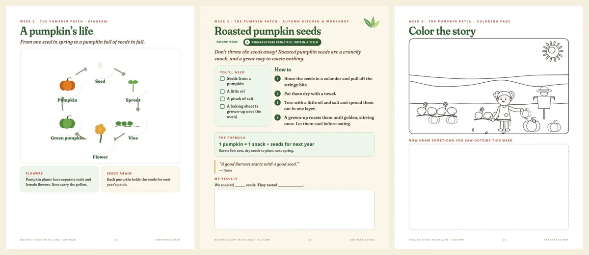Pumpkin Life Cycle Pack free printable preview