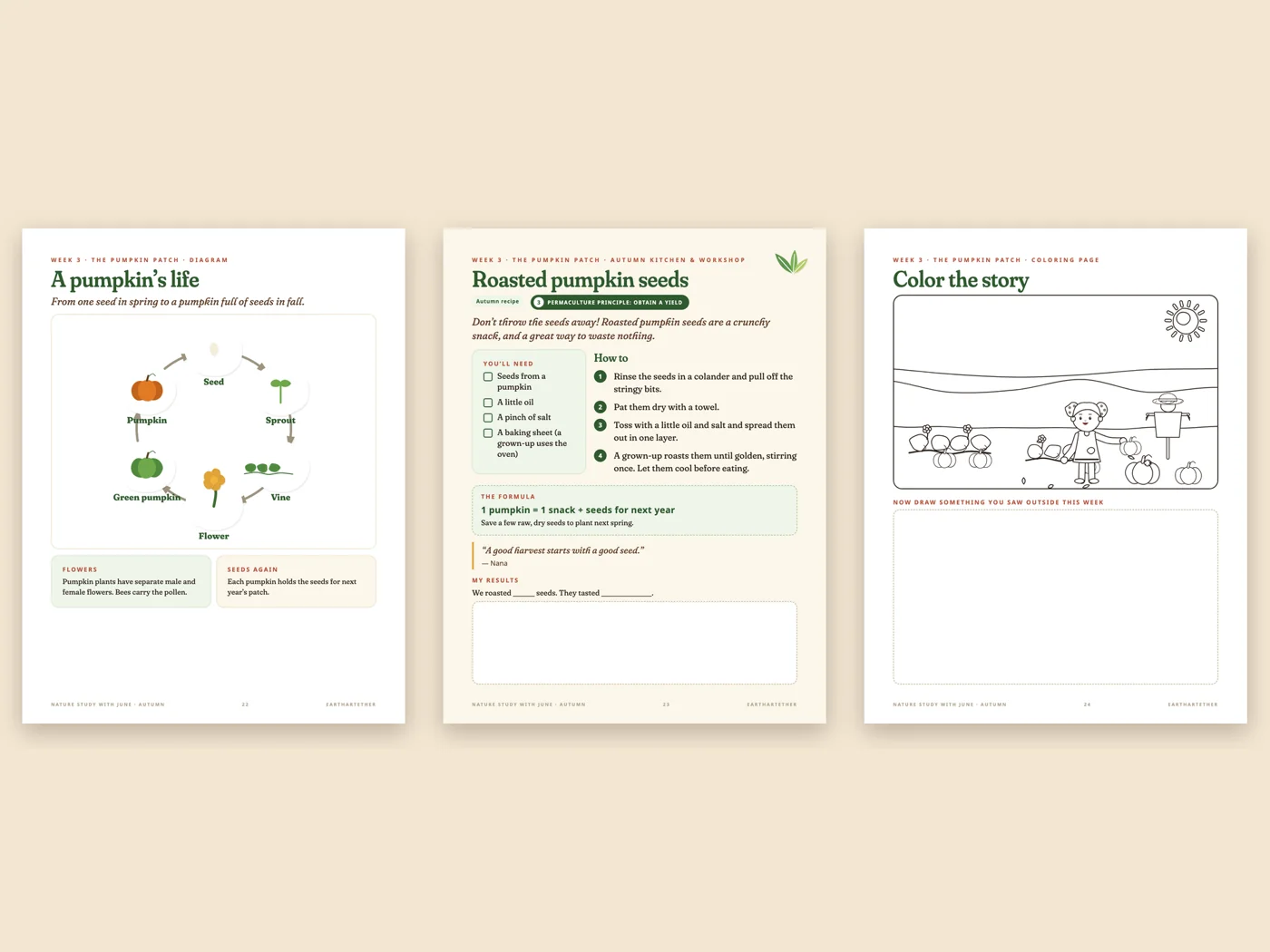 Three pages from an autumn nature study: a pumpkin life cycle diagram, a roasted pumpkin seeds recipe and a pumpkin patch coloring page