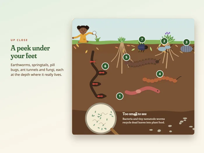 Who Lives in the Soil? Poster, preview 3